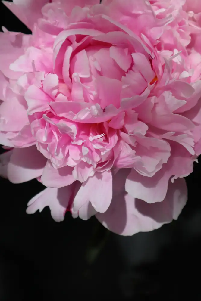 Blursbyai, Laiz Rosana: Rosa Pfingstrose V