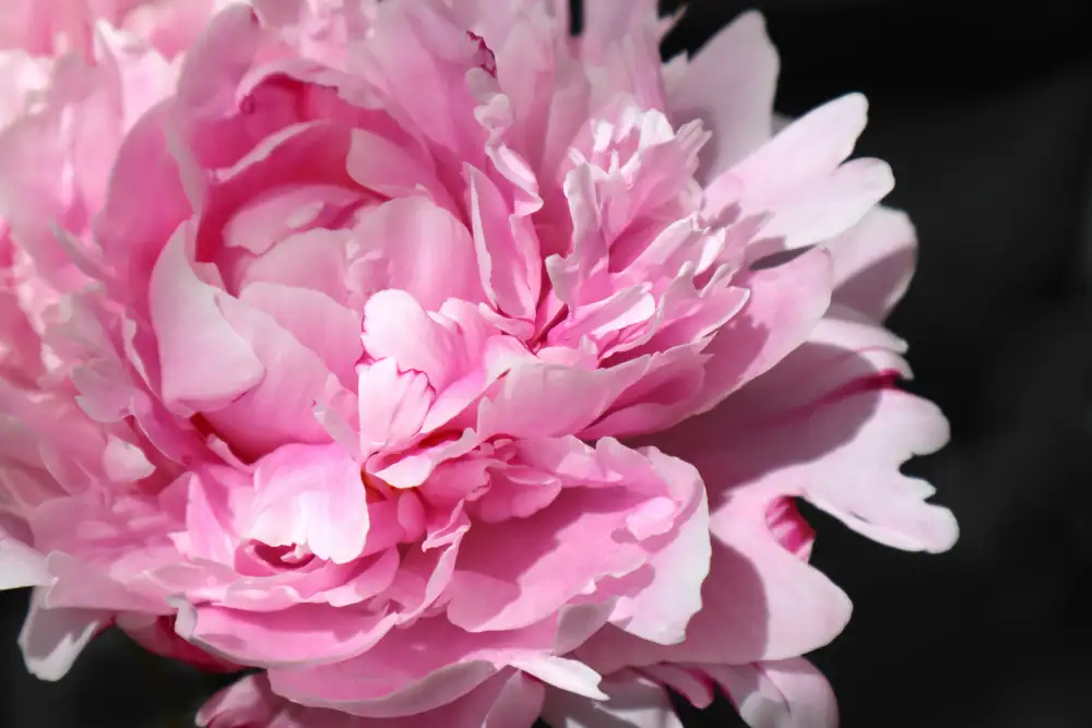 Blursbyai, Laiz Rosana: Peonia rosa VI