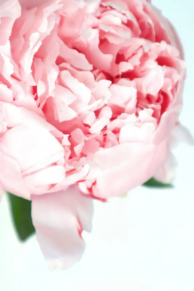 Blursbyai, Laiz Rosana: Blush pivoine VII