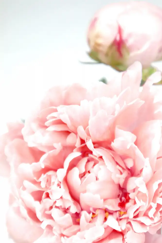 Blursbyai, Laiz Rosana: Rouge-Pfingstrose IX