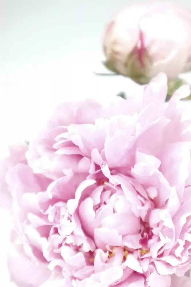 Blursbyai, Laiz Rosana: Subdued peony IX