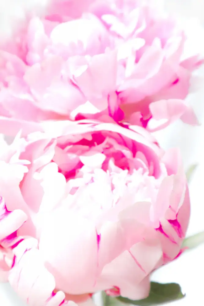 Blursbyai, Laiz Rosana: Pivoine rose X