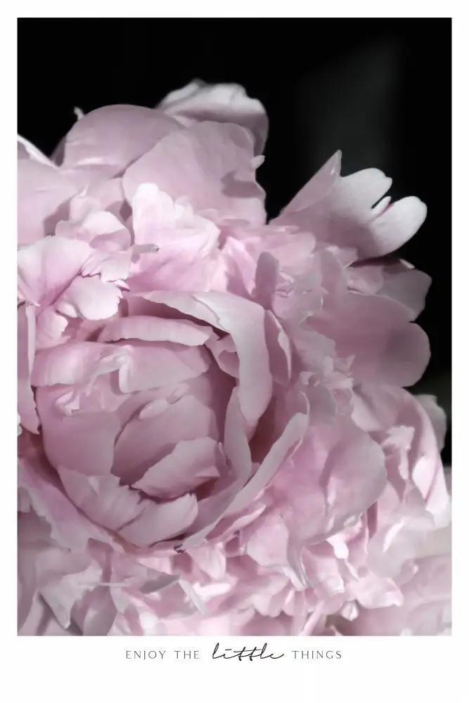 Blursbyai, Laiz Rosana: Profitez des petites choses pivoine