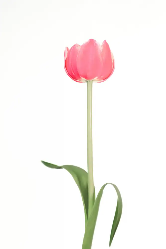 Blursbyai, Laiz Rosana: Rosa Tulpe