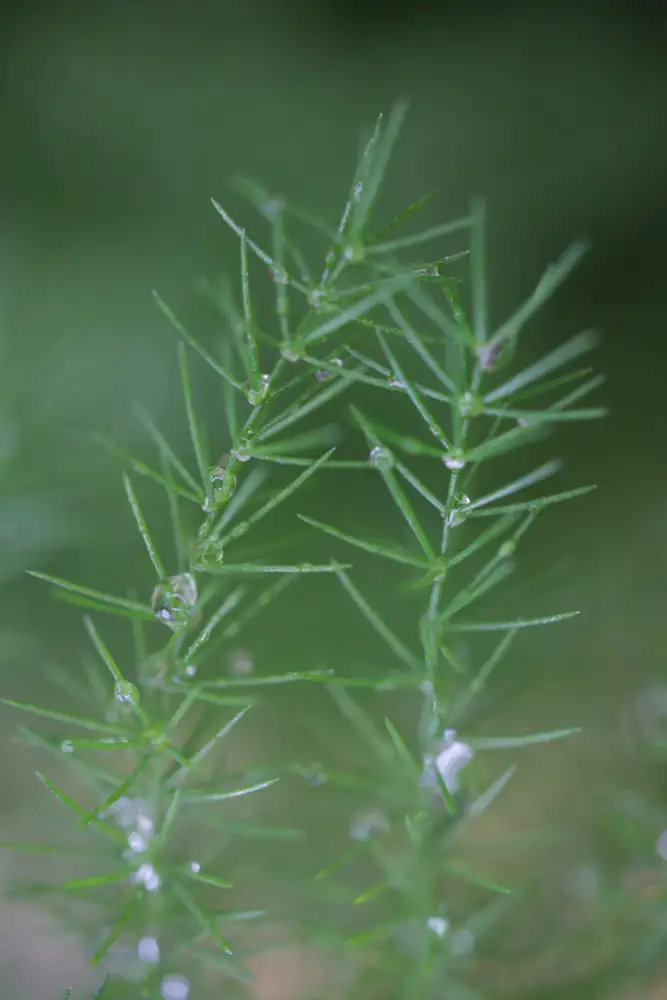 Blursbyai, Laiz Rosana: Aspa I