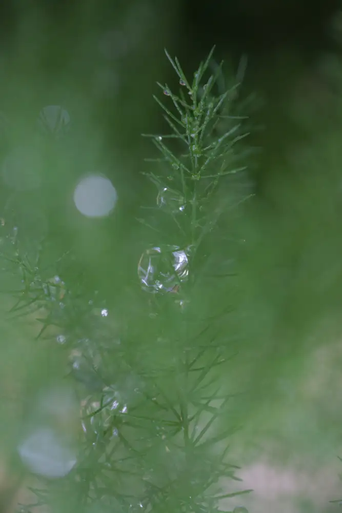 Blursbyai, Laiz Rosana: Aspa II