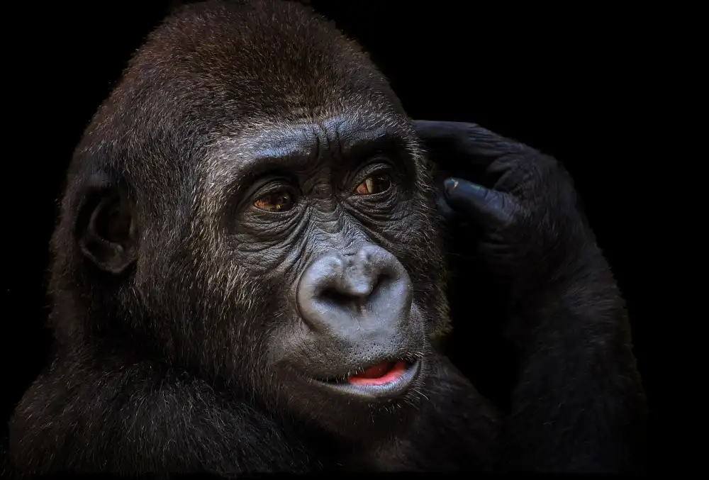 Rückert, Stephan: Young gorilla