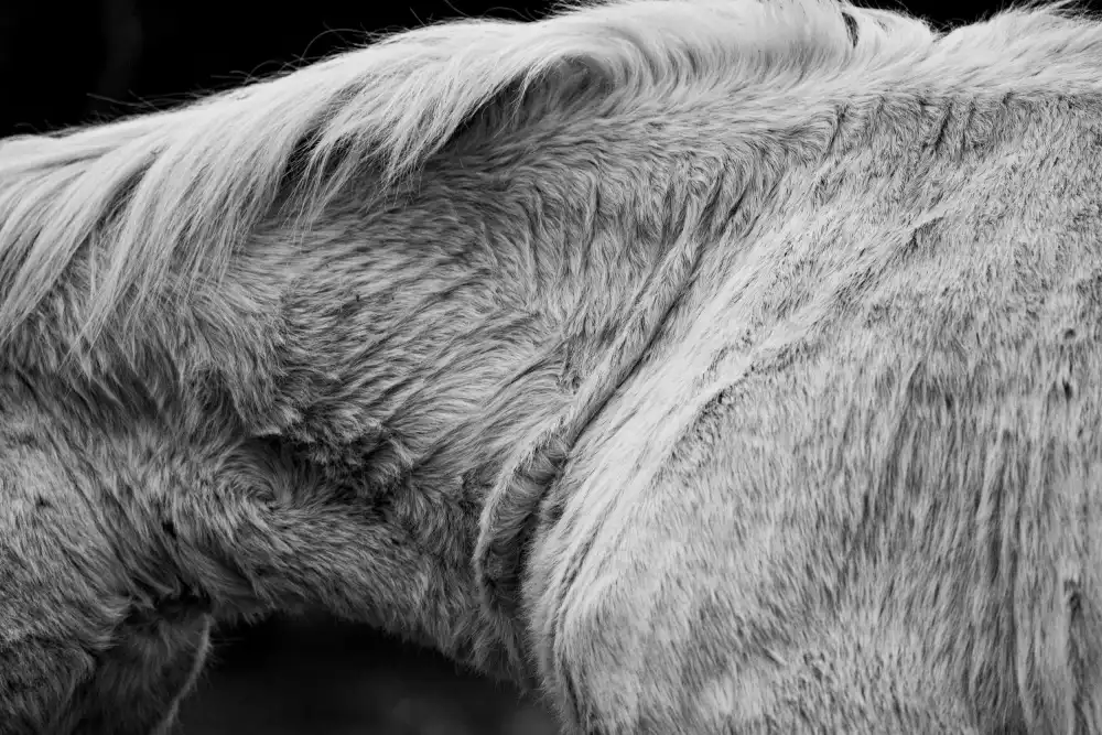 Kordić, Marija: Horse II