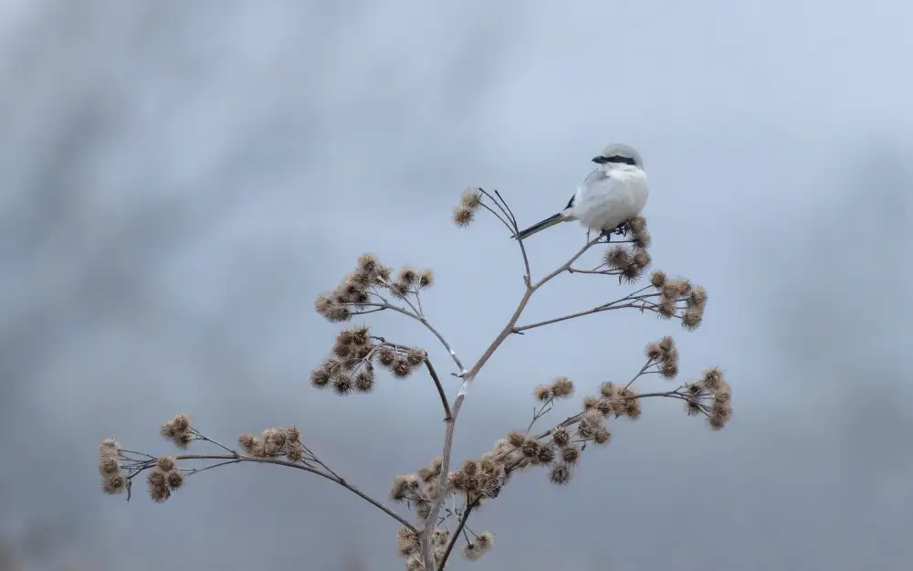 Stopczynski, Damian: Great grey shrike