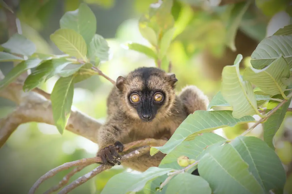 Melesan, Serge: Lemurský