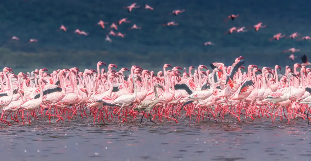 Sink, C. Jeffrey: La sfilata rosa