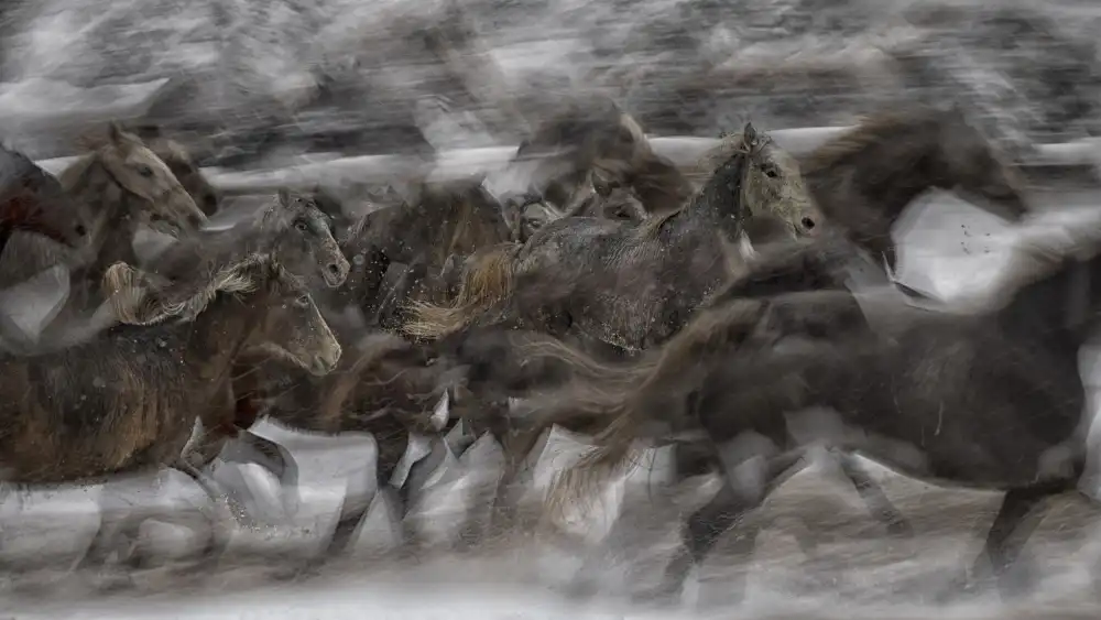 Malovrh, Milan: GALLOP