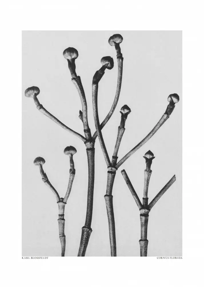 Blossfeldt, Karl: Cornus Florida