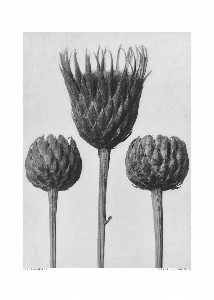 Blossfeldt, Karl: Serratula Nudicaulis