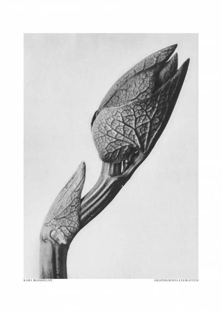Blossfeldt, Karl: Aristolochia clematitis