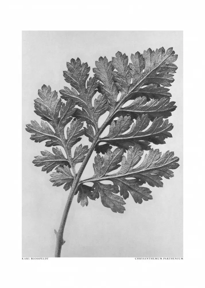 Blossfeldt, Karl: Chrysanthemum parthenium