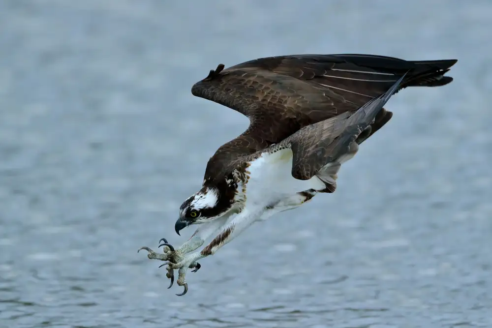 Lam, Gavin: Falco pescatore