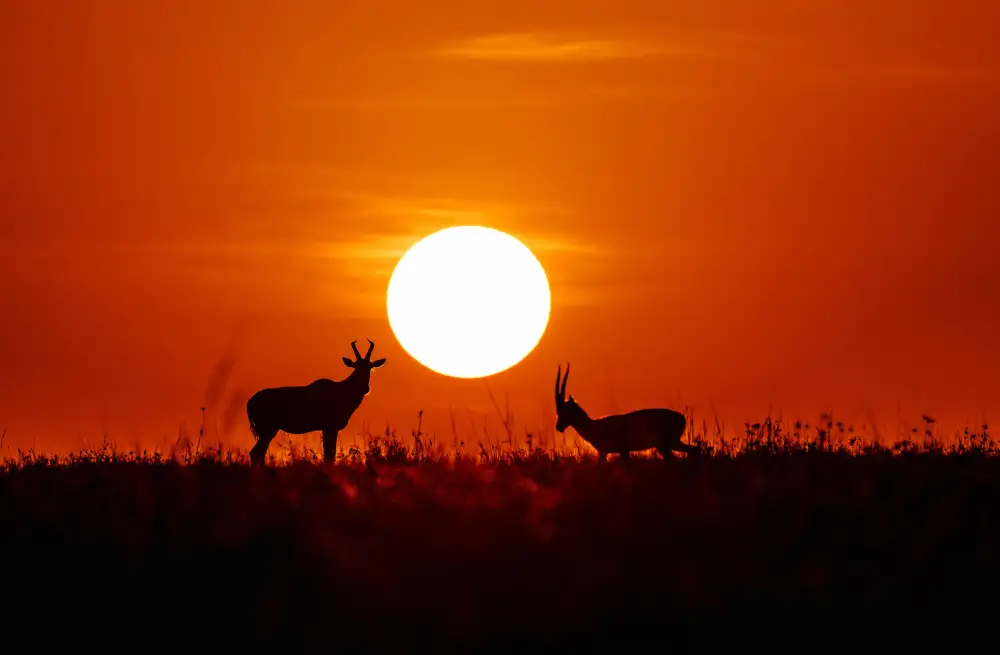 Tang, D. Lisa: Masai Mara at Sunset