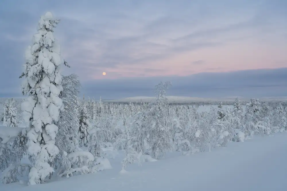 Alicke, Bjoern: Winter Wonderland