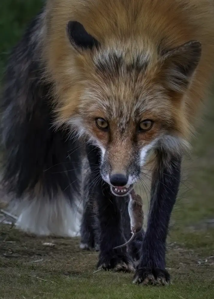 Xiao, Hanping: Fuchs spielt mit der Maus - II