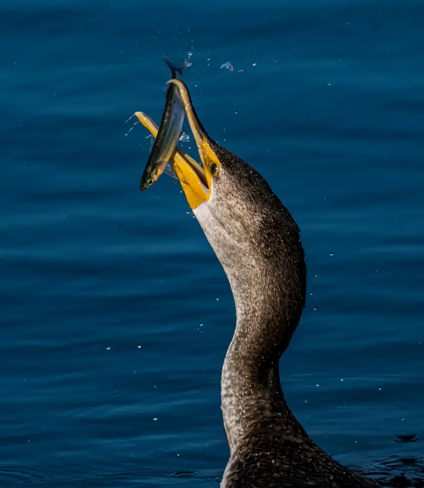 Li, Wanghan: Cormoran et poisson