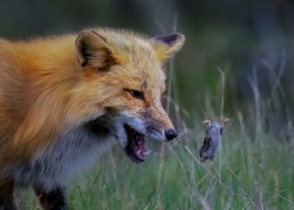 Xiao, Hanping: Fuchs spielt mit der Maus - III