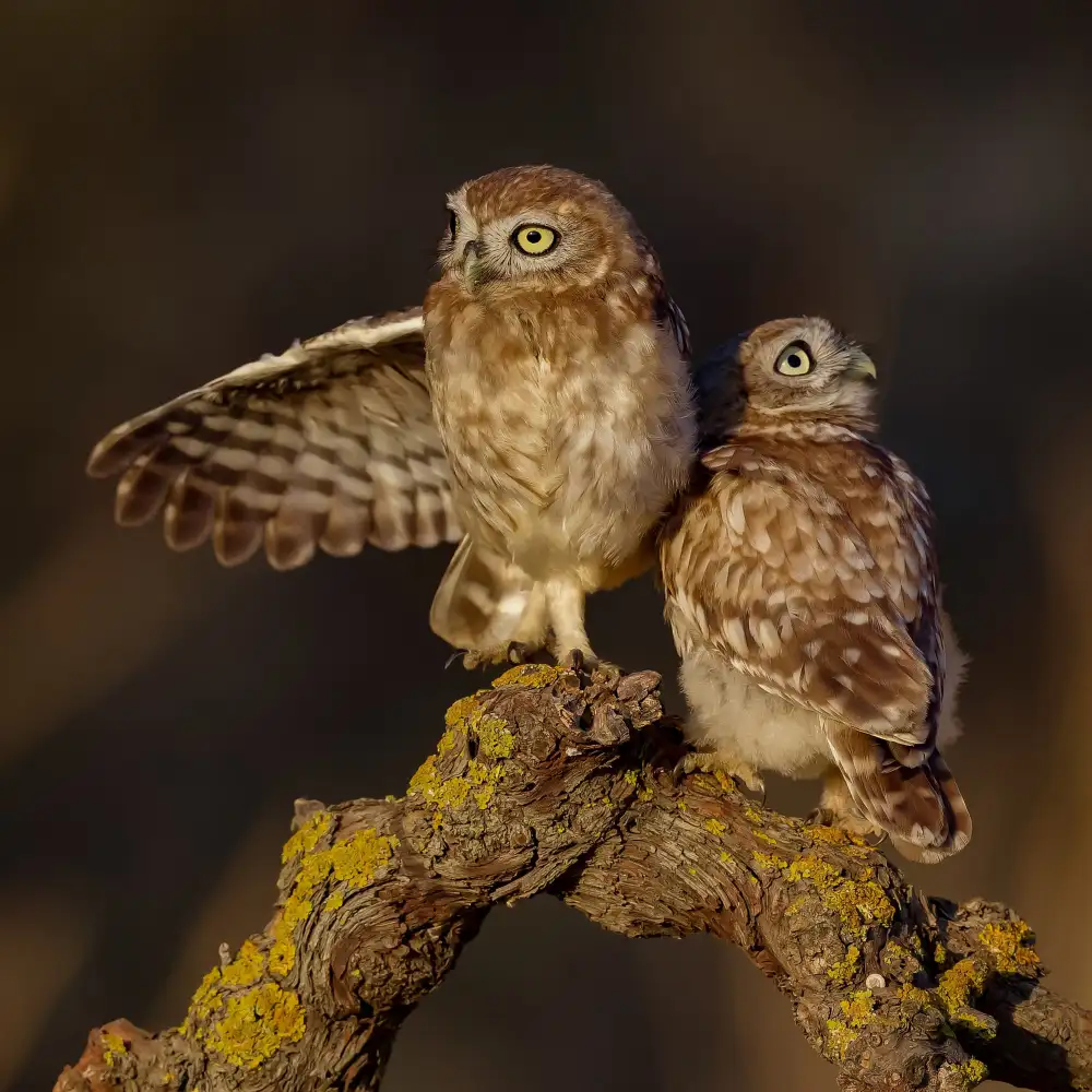 Manusevich, David: Piccoli gufi