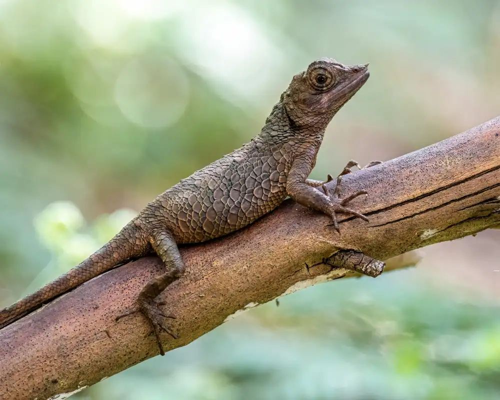 Goossens, Henk: Rhino-horned lizard (female)