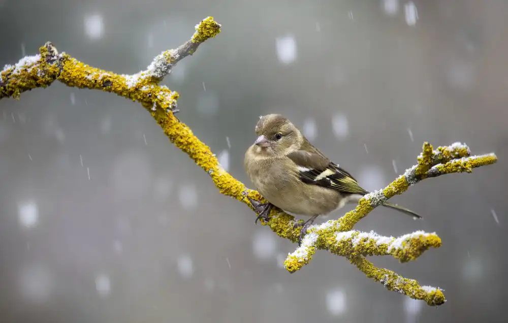 Barisone, Marco: Fringuello nella tormenta
