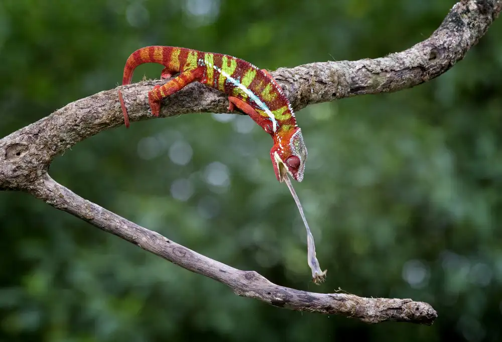 Hartojo, Muliani Angela: Panther Chameleon