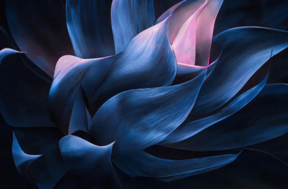 Wechsler, Robin: Fondu au rose