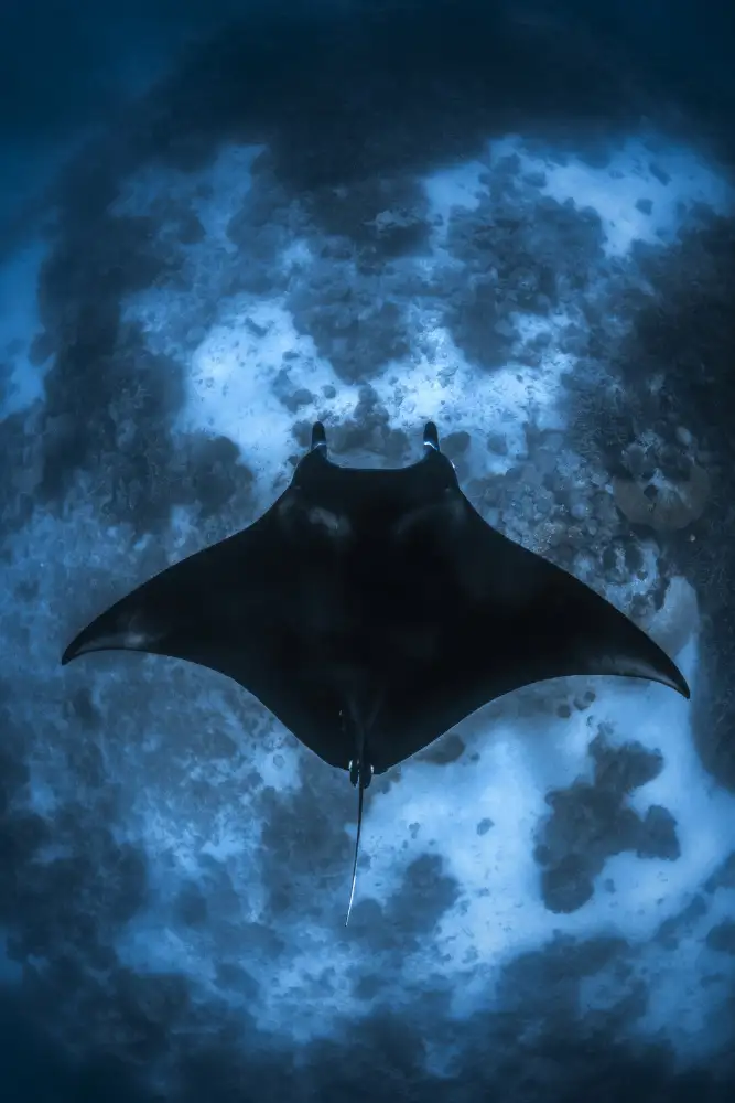 Gabriel, Barathieu: Manta on the Reef