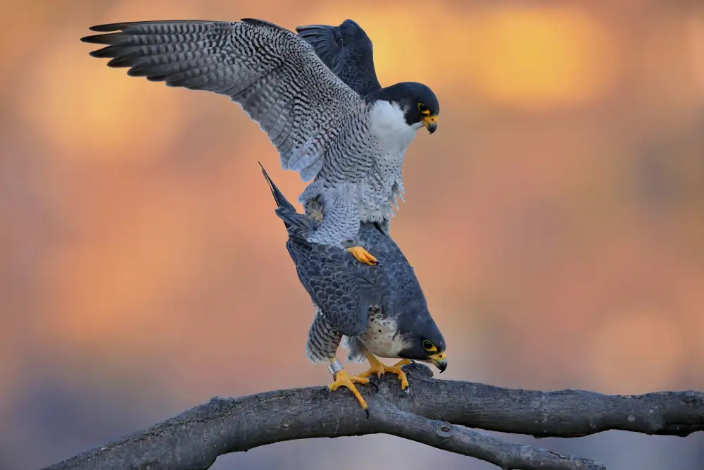 Lam, Gavin: Falco pellegrino