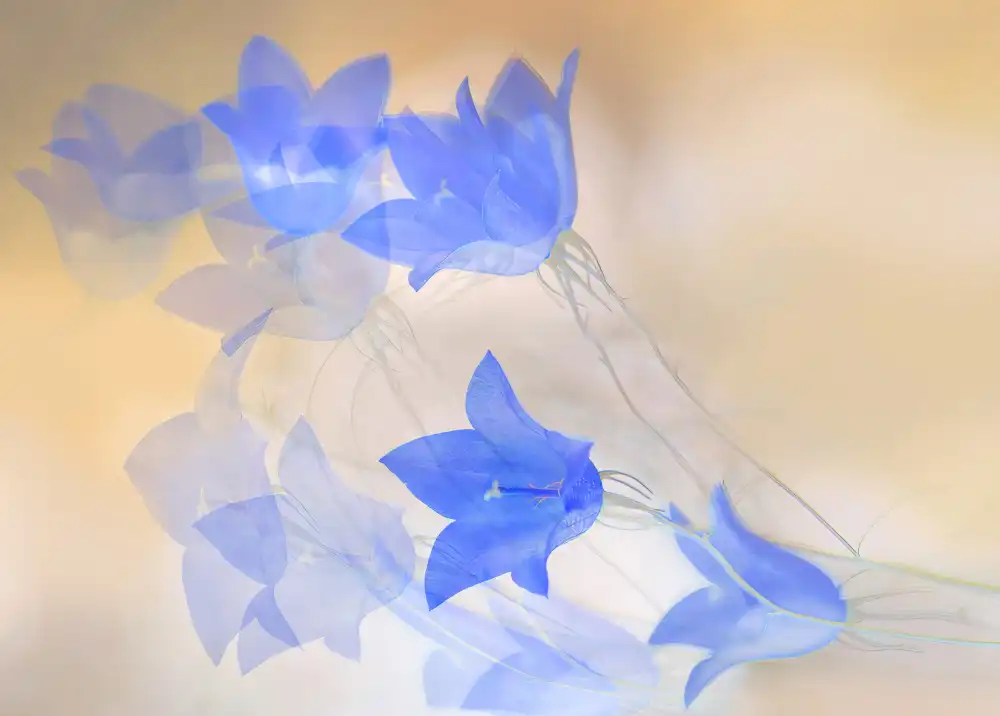 Ylva, Sjögren: Soft bluebells.