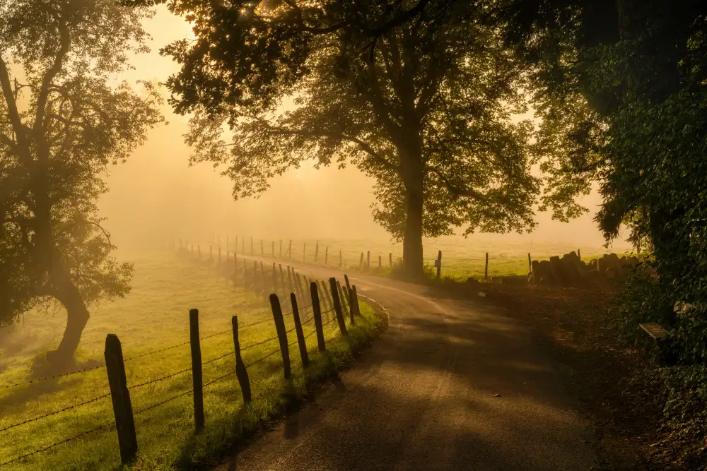 Maier, Norbert: Morning walk