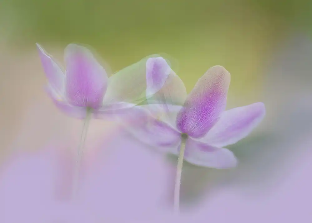 Ylva, Sjögren: Purple dreams.