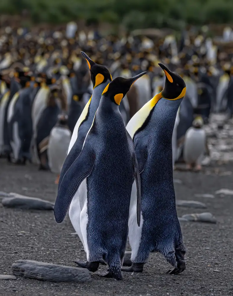 Lin, Ning: A Trio of Tuxedoed Penguins