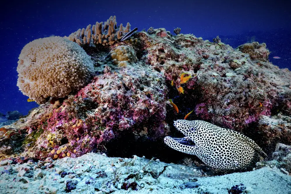 Melesan, Serge: Porcelain moray eel