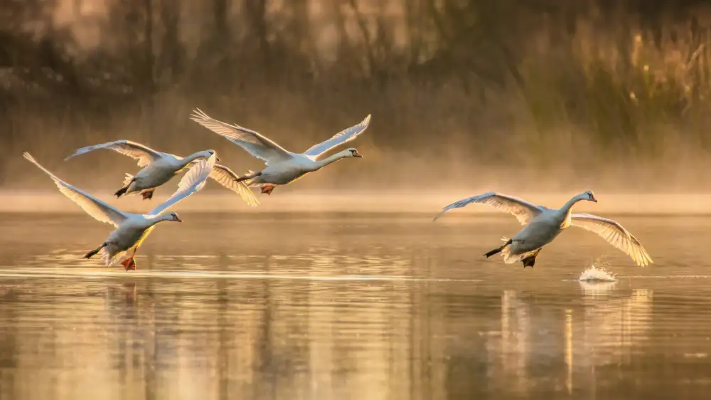 Liu, Wei: Morning Take Off