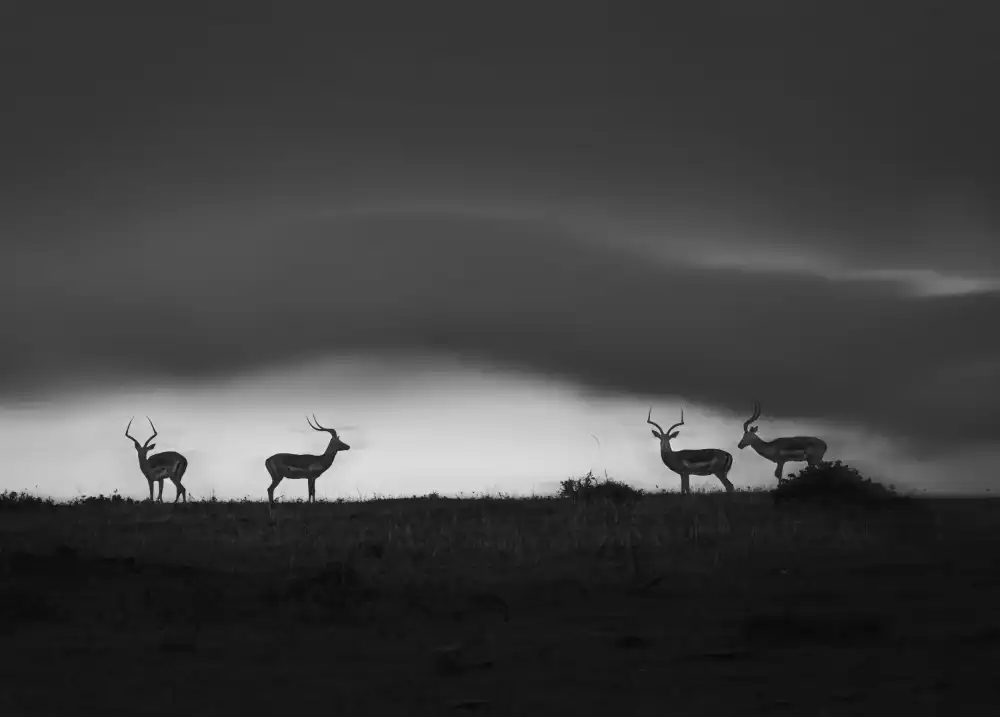 Tang, D. Lisa: Waiting for rain