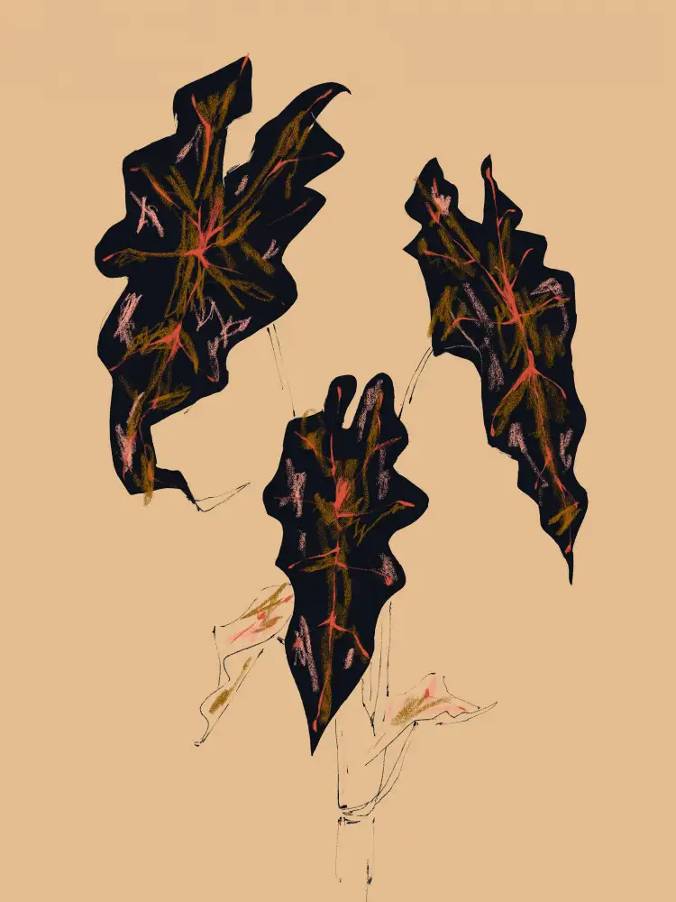 Gulina, Francesco: Alocasia Polly Beige