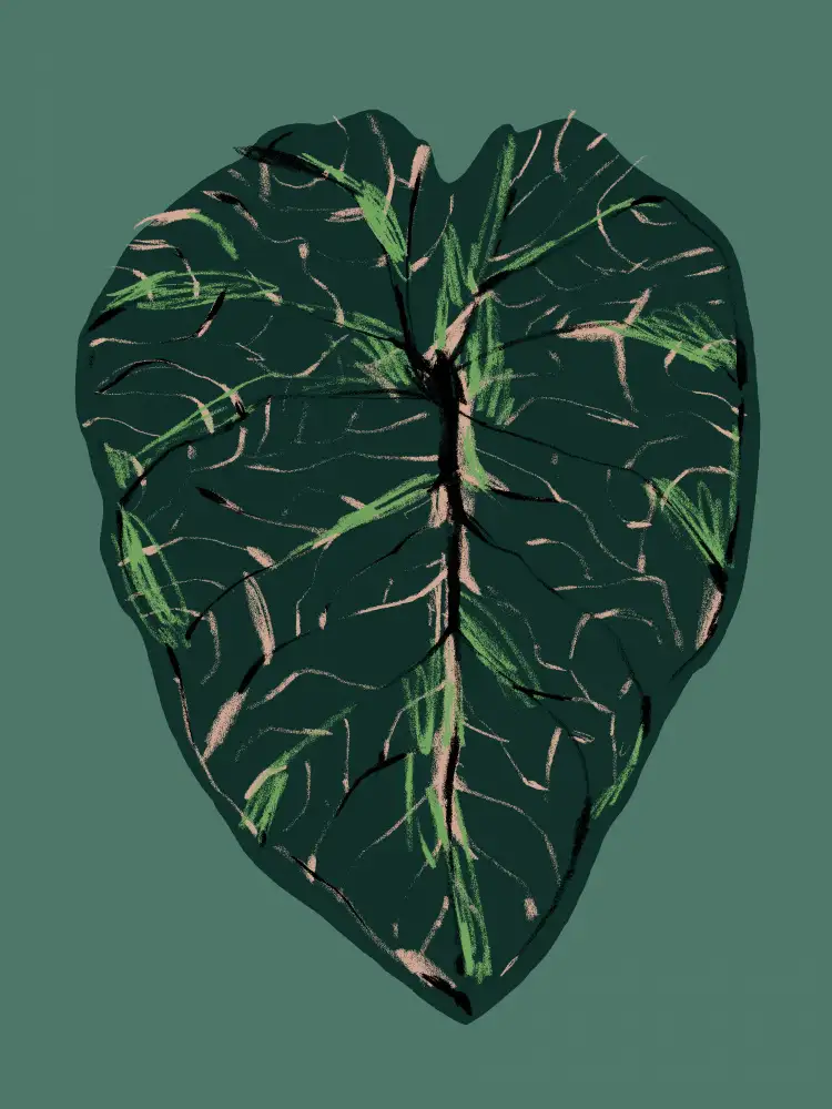 Gulina, Francesco: Alocasia Melo Dark