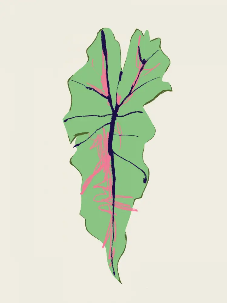 Gulina, Francesco: Alocasia Polly