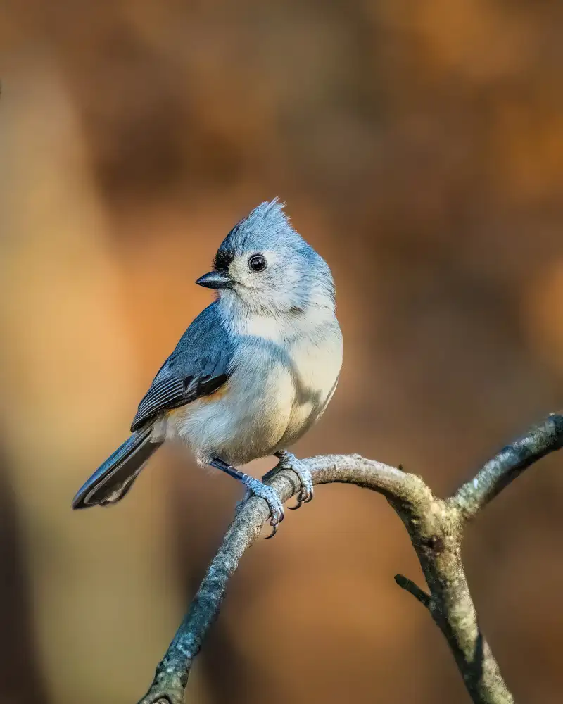 Cai, Xiao: Tufted Titmouse