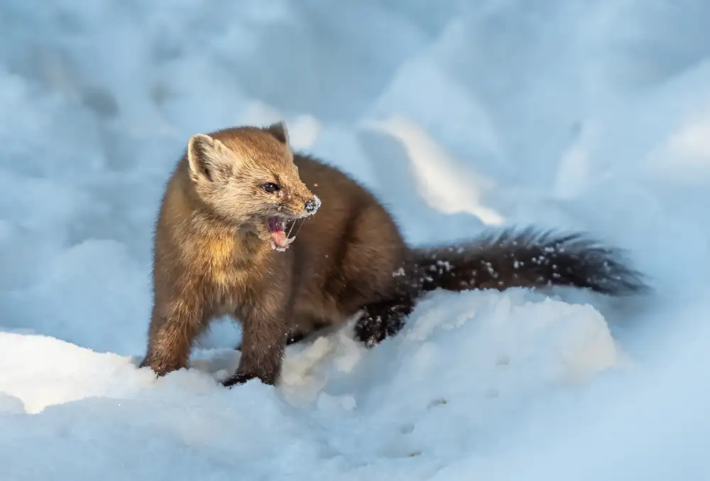little7: Pine Marten