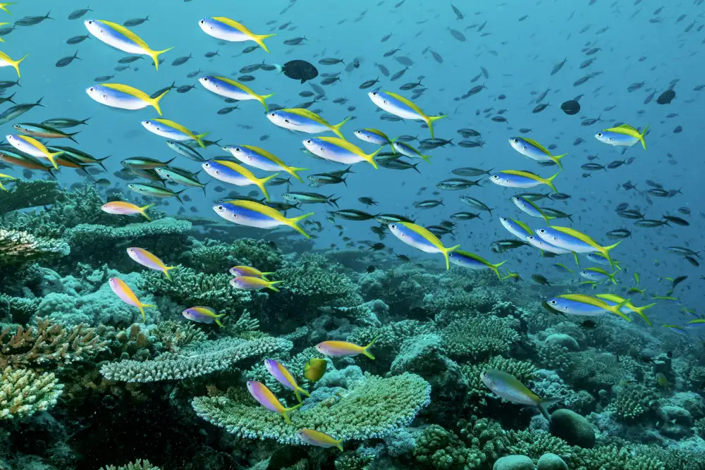 Melesan, Serge: The rainbow reef