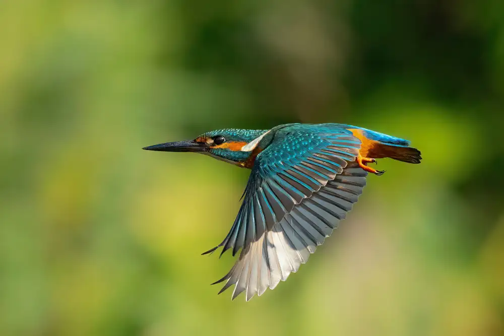 Wilson, Guy: Eisvogel
