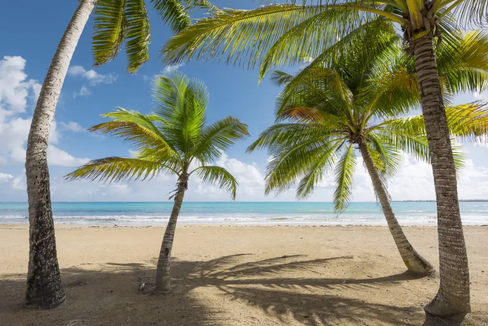 Hefele, Stefan: Palmy Beach II