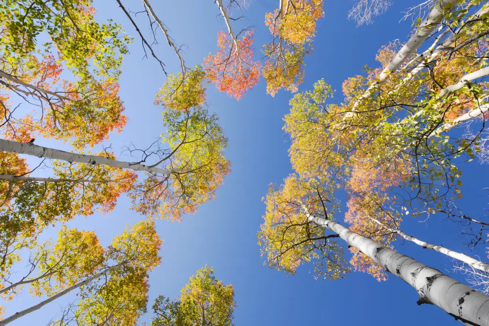Hefele, Stefan: Herbstbirken