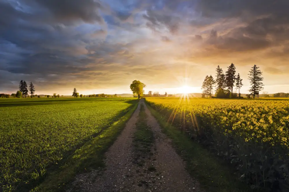 Hefele, Stefan: Sommerwiese